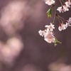 春の瞬き6