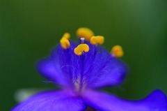 華芯