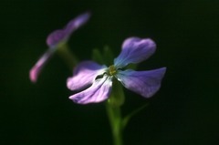 ハマダイコンの花
