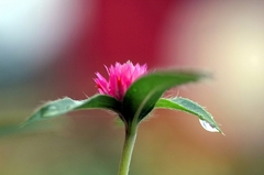 花雫