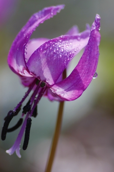 雨の雫