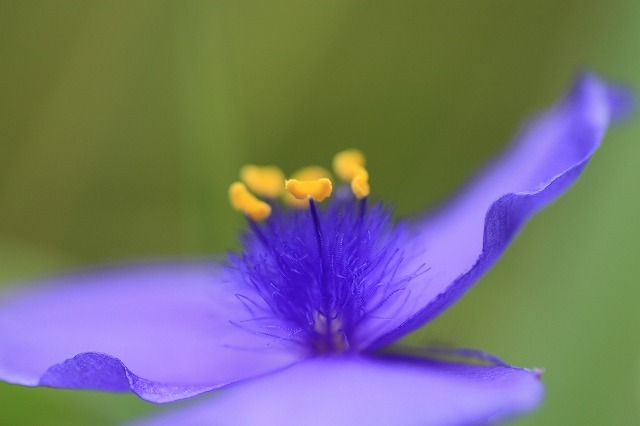 花芯