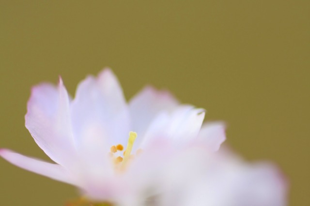 花芯