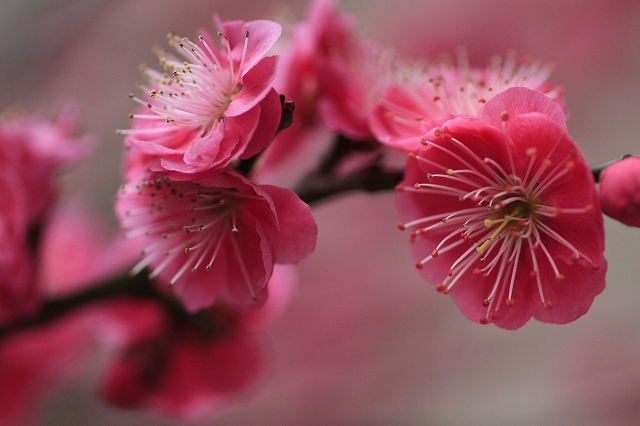 花信