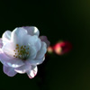 花舞台
