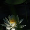 慈光