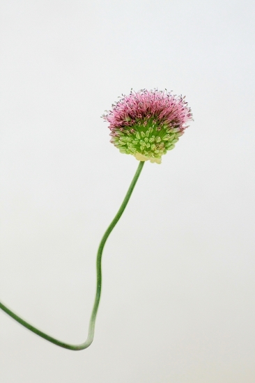 花舞