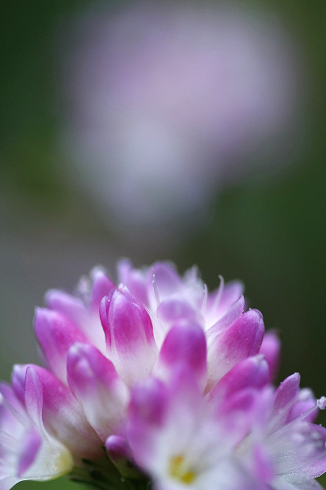 華花