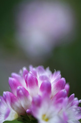 華花