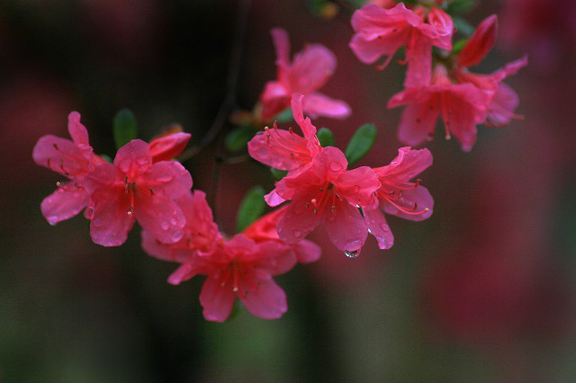 雨の雫