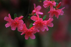 雨の雫