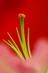 花芯　　(8)