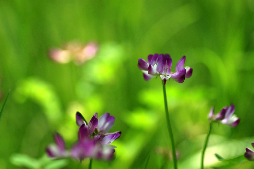 花たちの午後