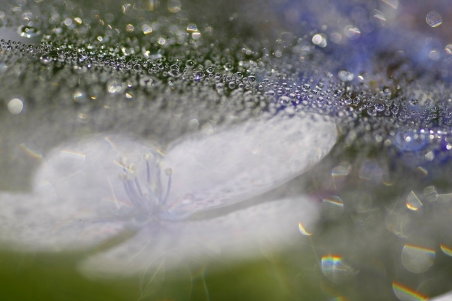 雨の幻影