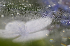 雨の幻影