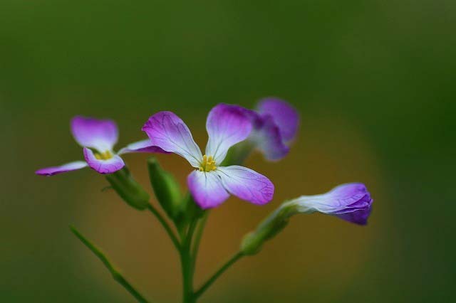 ハマダイコンの花  1