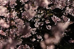 うつくしき時の流れ