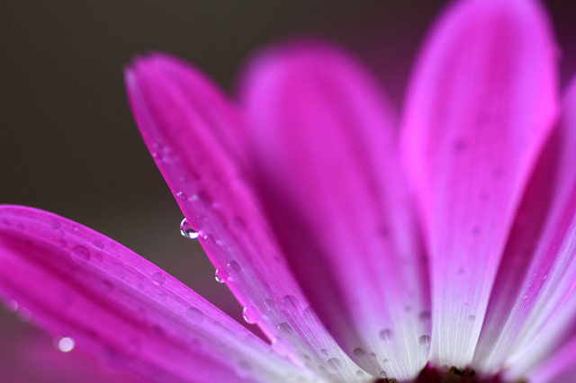 花雫