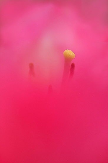 花芯　(4)