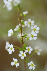 花のたより