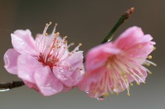 春雨