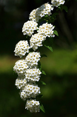 花姿
