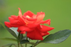 薔薇の回廊　8