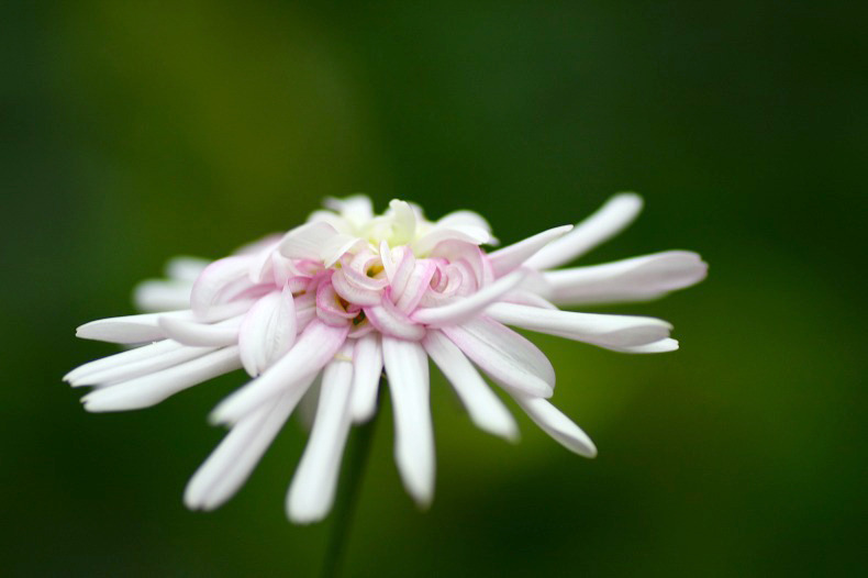 花結び