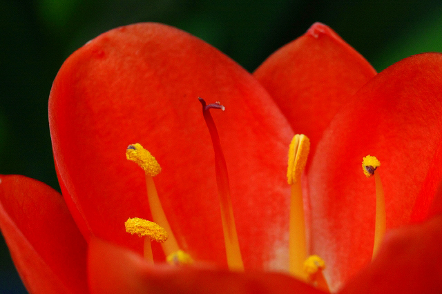 花芯