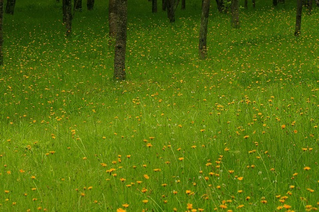 花咲く風景