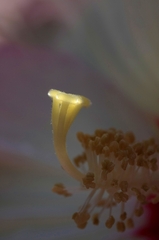花芯に灯ともる