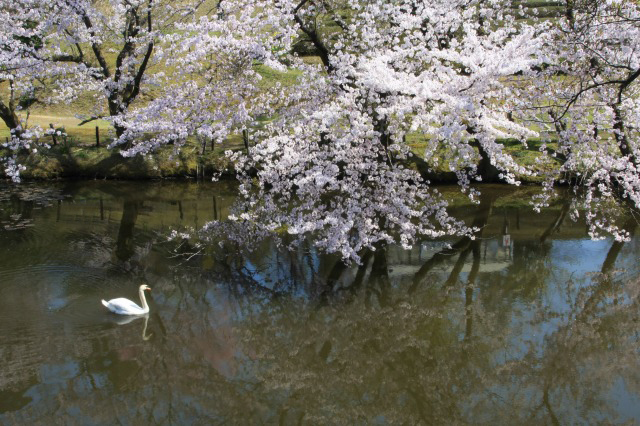 花見日和