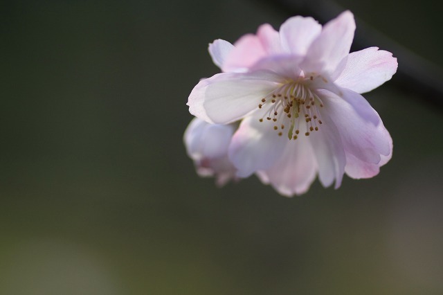 花びら抄ける