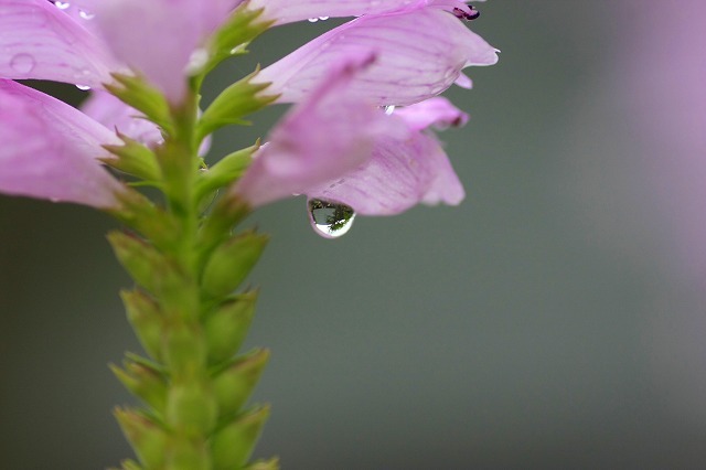 華雫