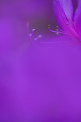 紫の幻想