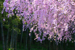 里山の春色