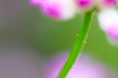 花の精霊