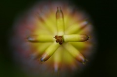 花芯　A