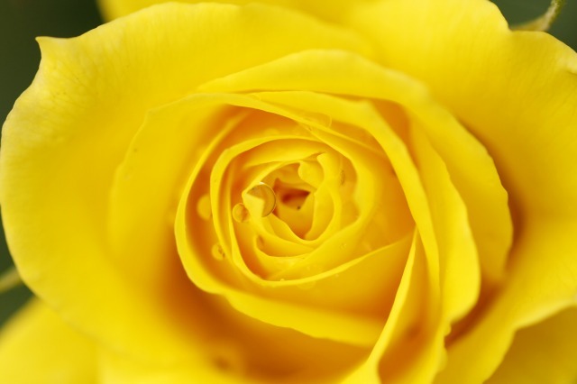 薔薇の回廊　15