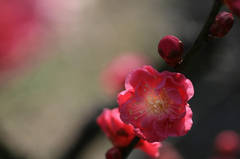旬花