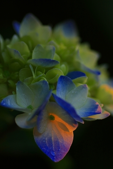 紫陽花の詩