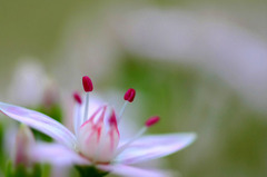 花芯