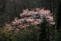 光る山桜