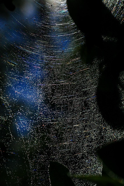 銀河系の青い星