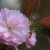 春の瞬き4