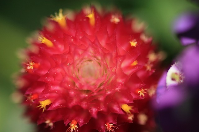花の王冠