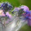 六月の花嫁