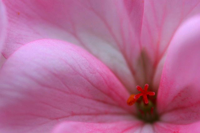 赤い花芯