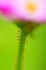 花の妖精