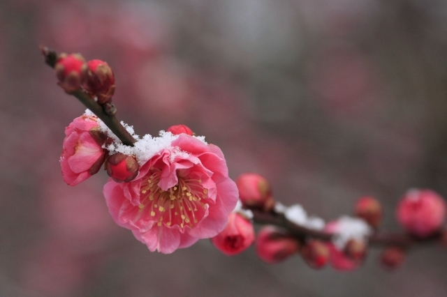 春の淡雪